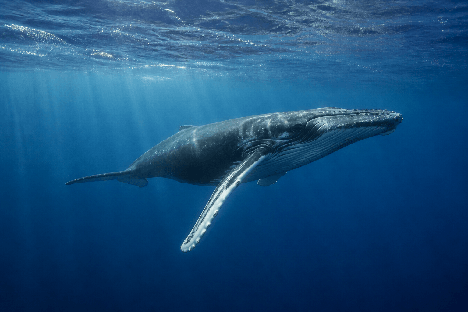 Humpback whale in Baja California Sur