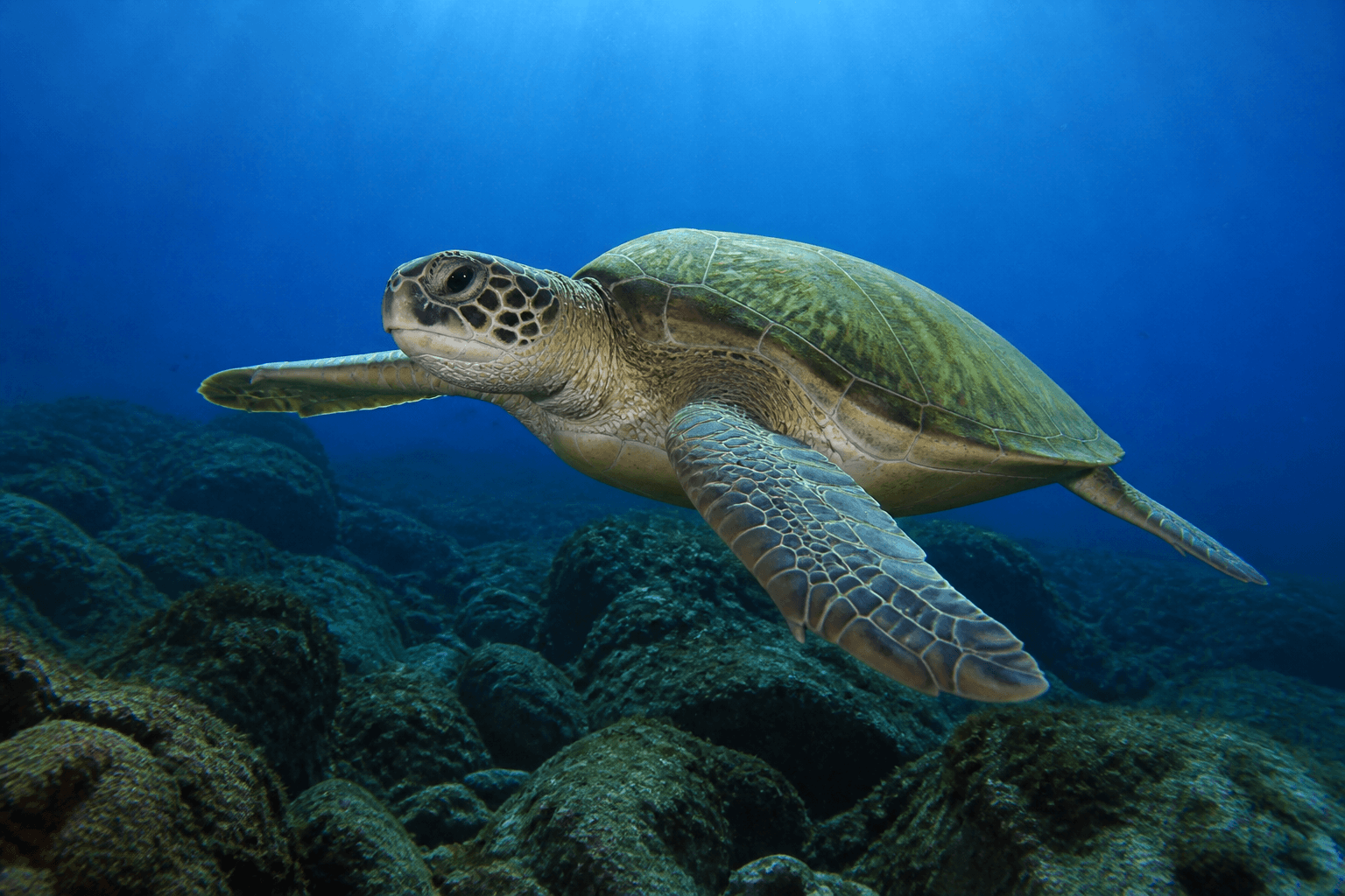 Sea turtle in Baja California Sur
