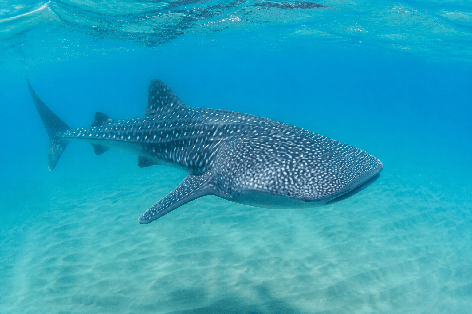 Whale shark in Baja California Sur