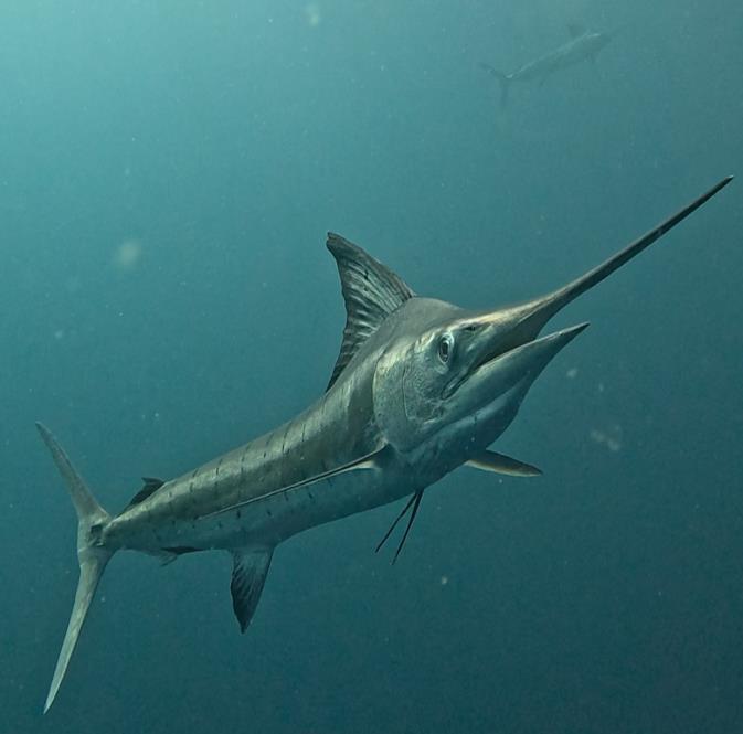 Rencontre avec la faune marine de Baja California Sur