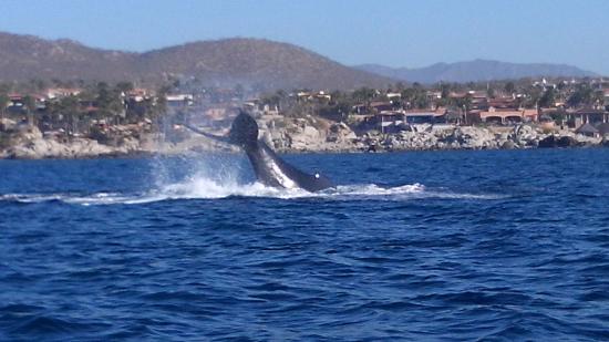 whale watching in cabo san lucas