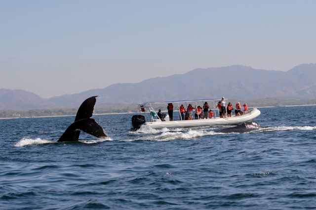whale watching in cabo san lucas
