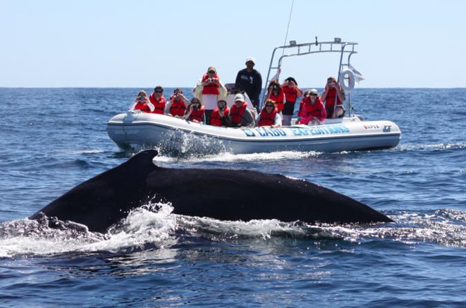whale watching in cabo san lucas 